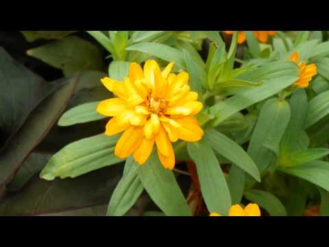 Pastor Mack A Harris Jr[John 12:27-33]The Reason I Came