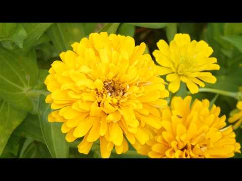 Pastor Mack A Harris Jr[Mark 16:9-14]Believe It, Jesus Is Risen!