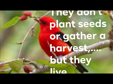 Meditation (What Jesus is telling) Luke 12: 22-25