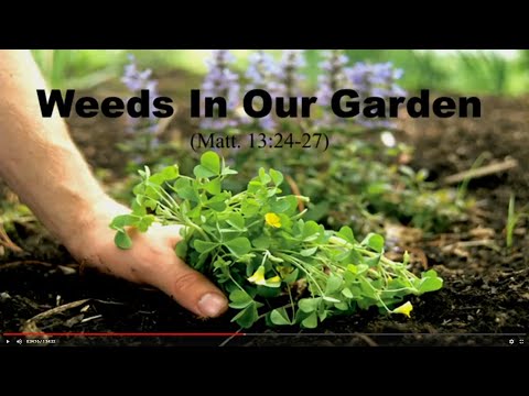 Weeds in our Garden (Matthew 13:24-26)