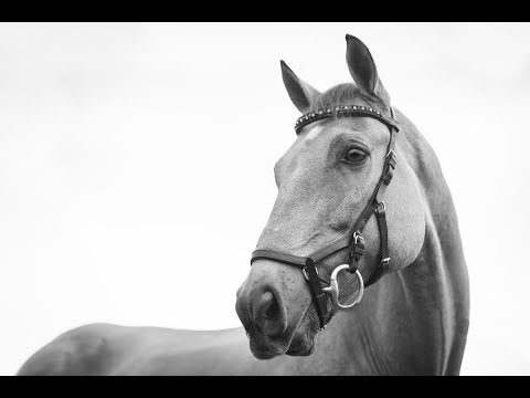 Leviticus 26:3-13  Don't Blame it on a Horse