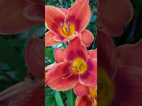 Proverbs 27:2 (Let other people praise you-even strangers; never do it yourself)