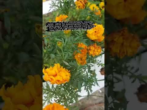 Psalm 89:28 My mercy will I keep for him for evermore, and my covenant shall stand fast with him.