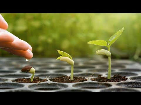 ENG - Refocus: Work and rest - Coen Legemaate - John 5: 1 - 21