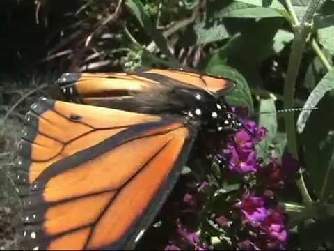 "But ask now the beasts ..." Trailer - Job 12:7-10 Animals in Heaven?