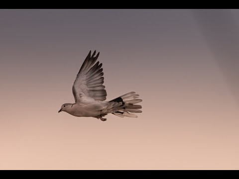 Fill My Cup (John 4:13-14; Exodus 15:22-27)  9/12/21