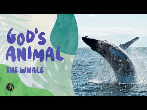 God's Animal- The Whale | Preschool
